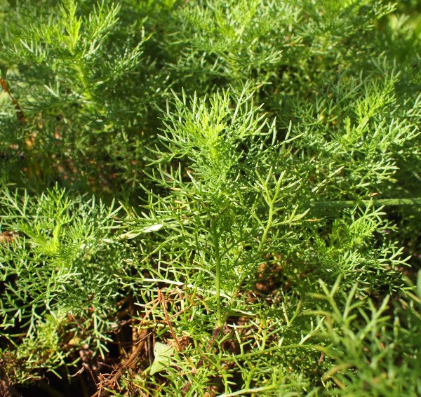 Artemisia chamaemelifolia - Kamillen-Beifuß